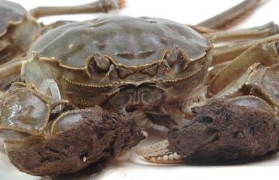 凌冰说养殖:梭子蟹和大闸蟹的区别