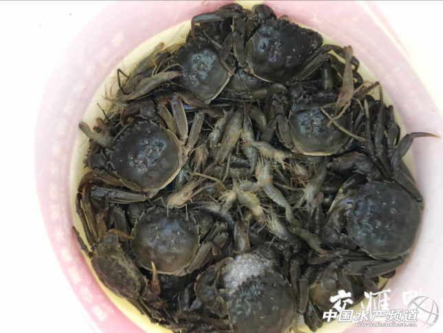 江苏淡水渔业产值全国第一大闸蟹等特种水产养殖面积超76